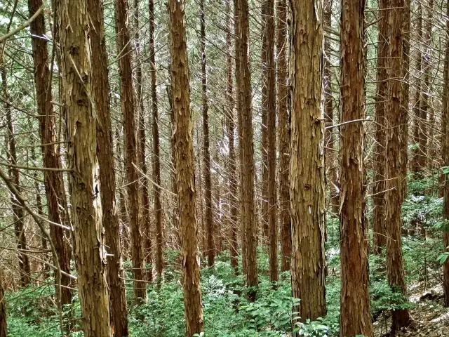 植木の剪定作業