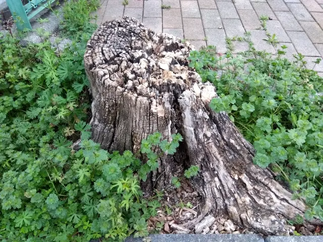 切り株・抜根の悩み