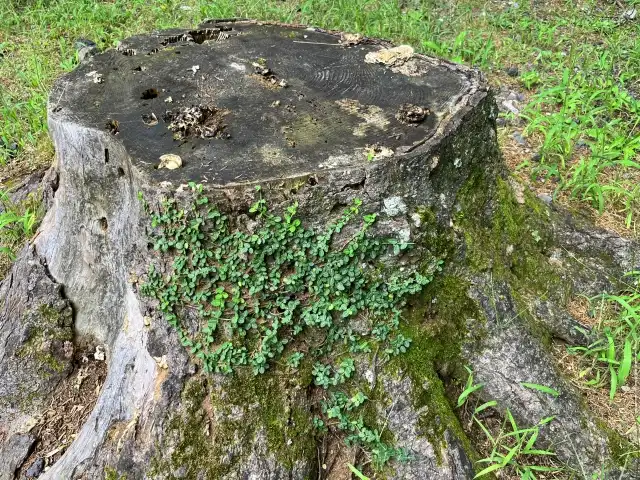 抜根作業