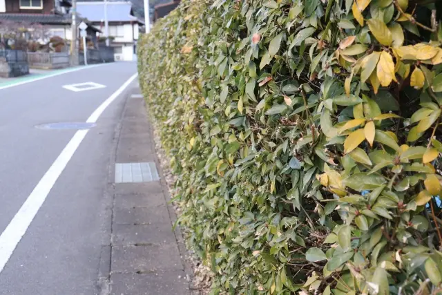 庭木の剪定