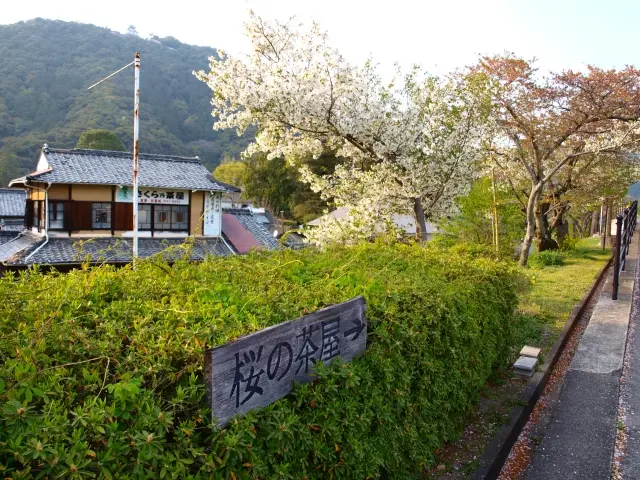生垣の刈り込み作業