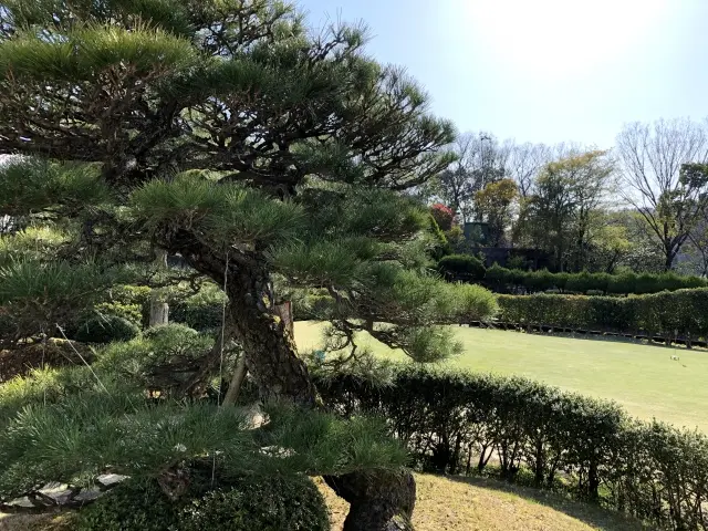 松の木の剪定