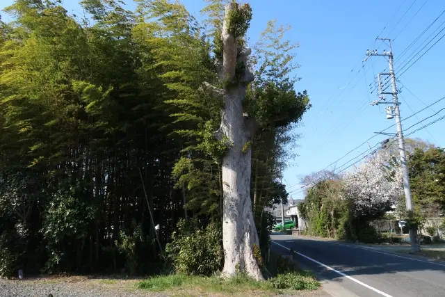 空き家の全面草刈り実績